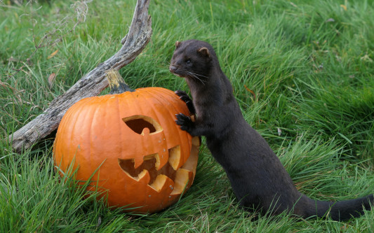 Drei Tage Spuk im Otter-Zentrum Hankensbüttel