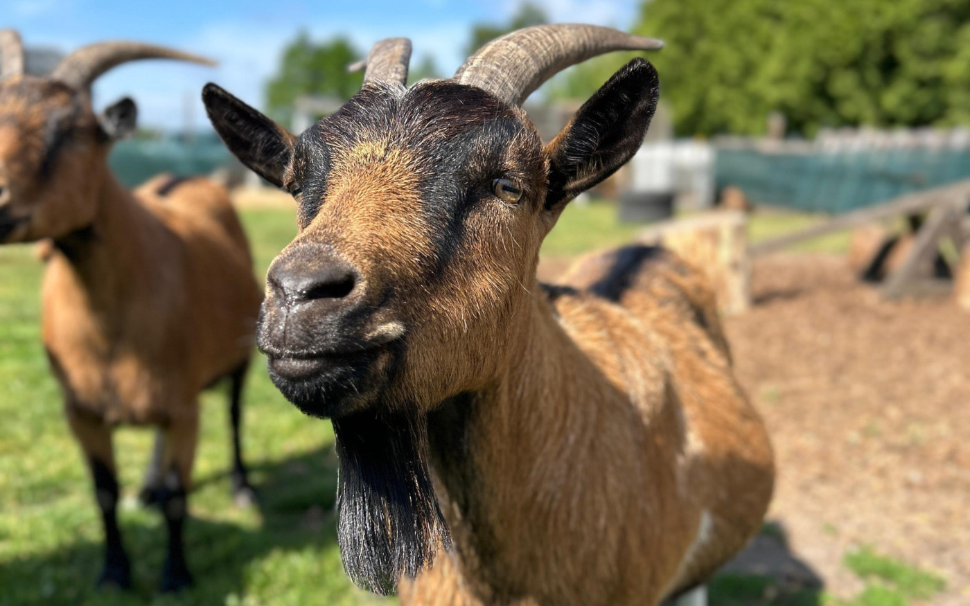 Ein großes Herz für Tier und Mensch: Der Gifhorner Verein Pfötchenglück organisiert Pflege, Tafel und Patenschaften