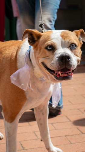 Hochzeit in der Kästorfer Diakonie: Nettchen Bergmann und Andi Rehfeld geben sich das Ja-Wort