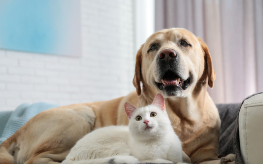 Tiertafel Gifhorn lädt für 4. Oktober zu Weg der Erinnerung